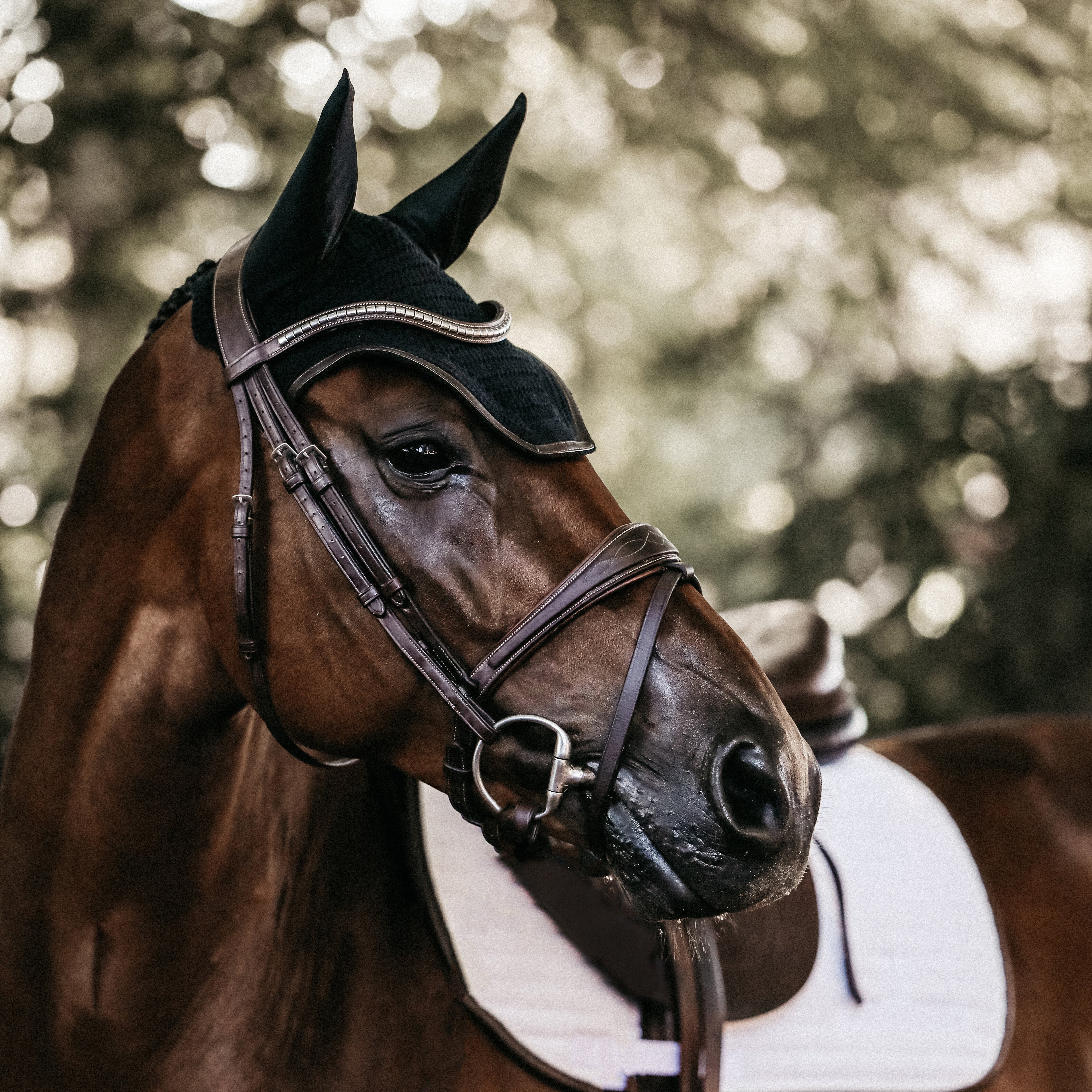 Fliegenhaube Wellington Leder
