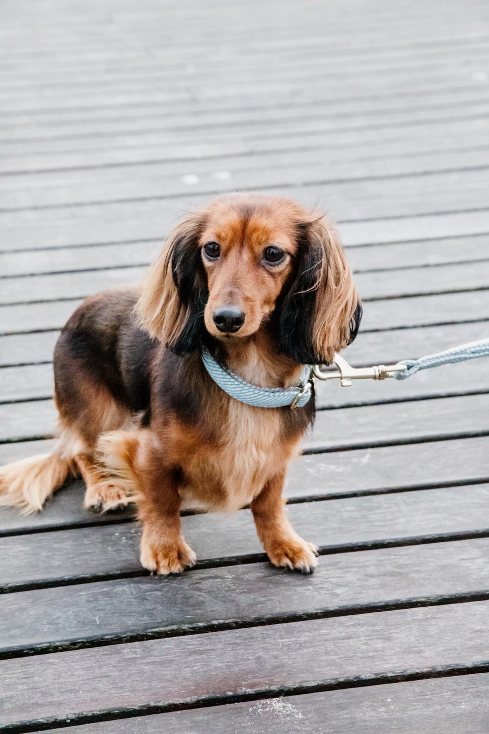Hundehalsband Wolle - Kentucky Dogwear