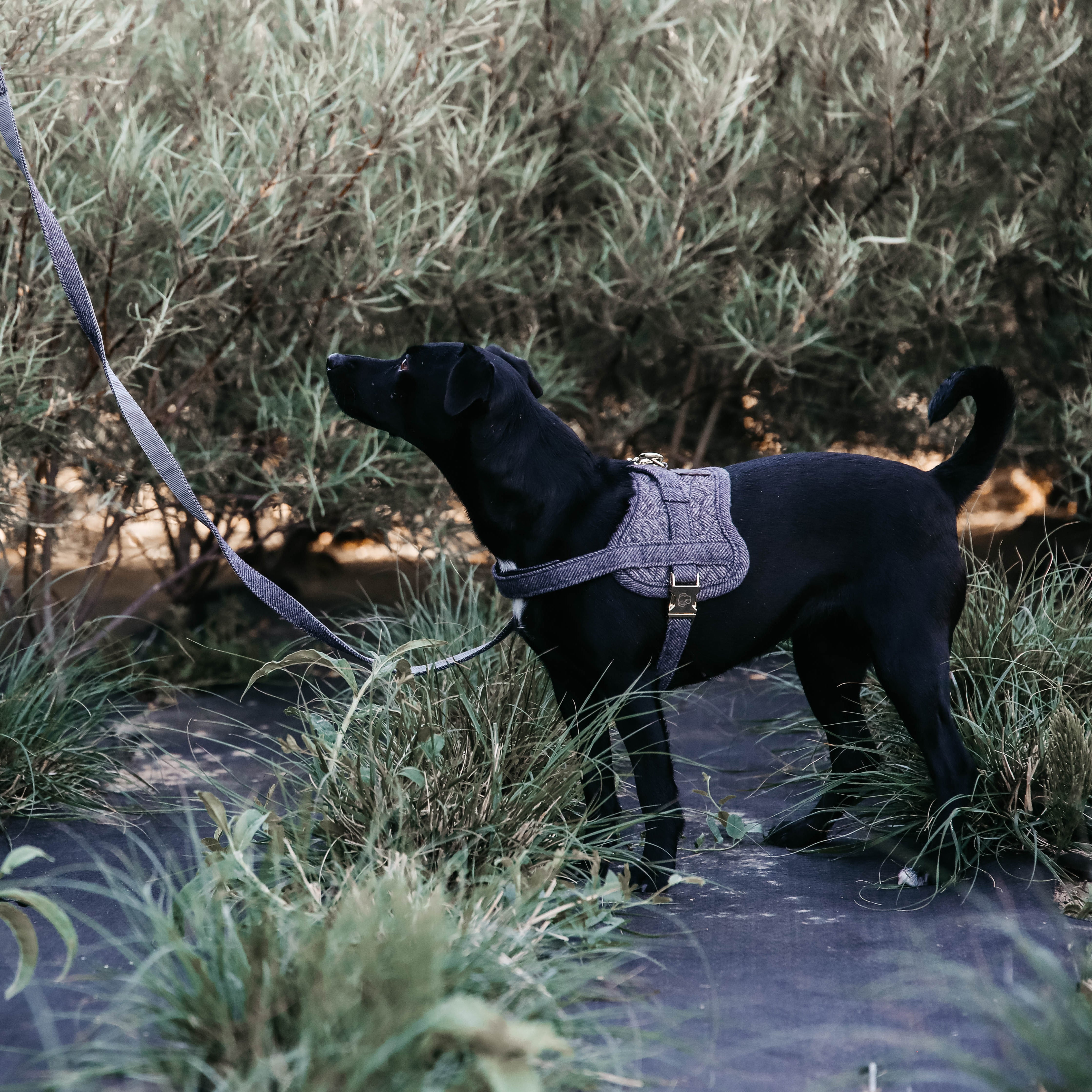 Hundegeschirr Body Safe Wolle 58