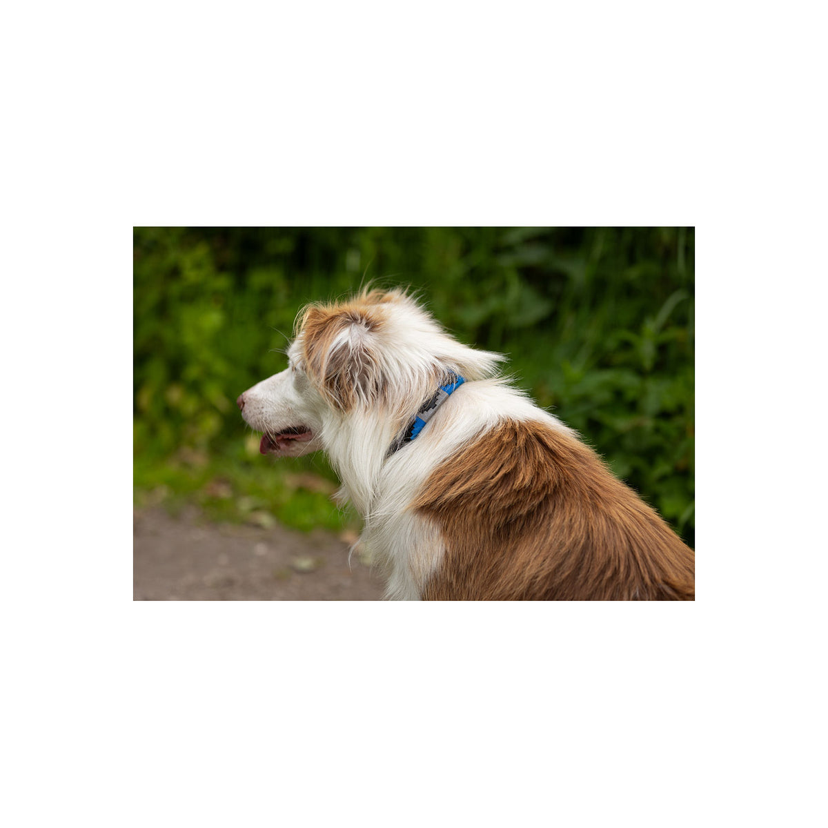 BR Hundehalsband