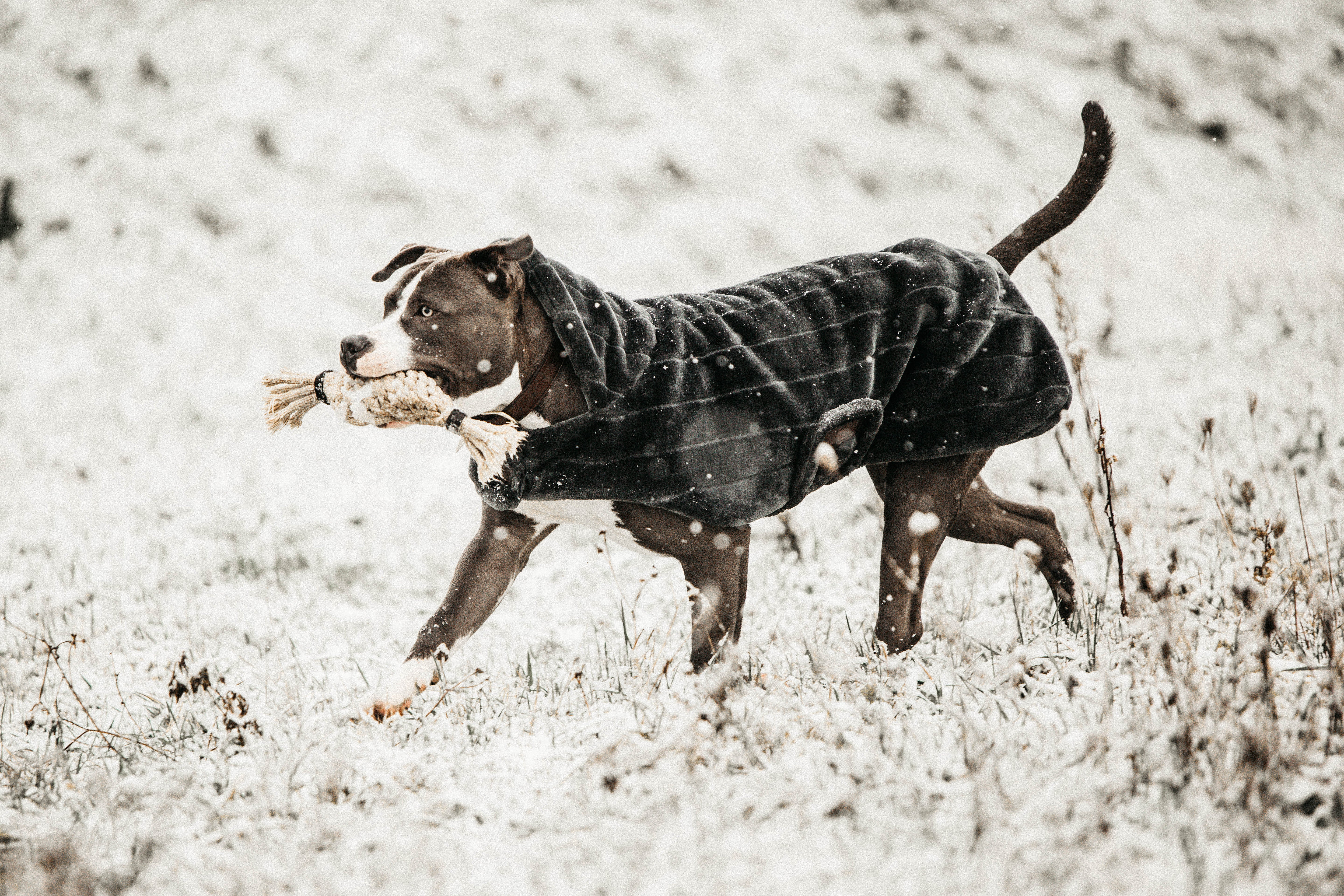 Hundemantel Fake Fur Sm