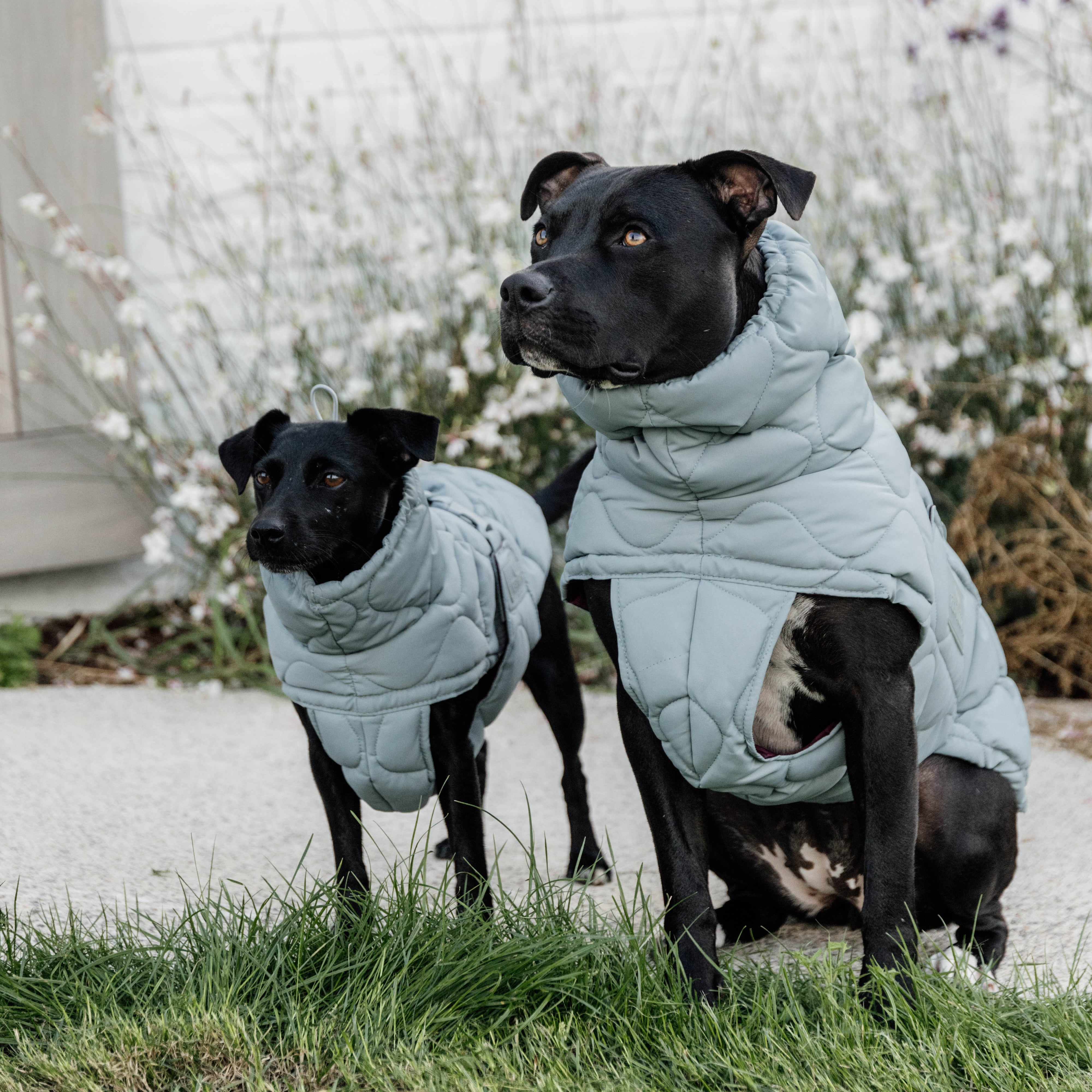 Hundemantel Winter Pina 51