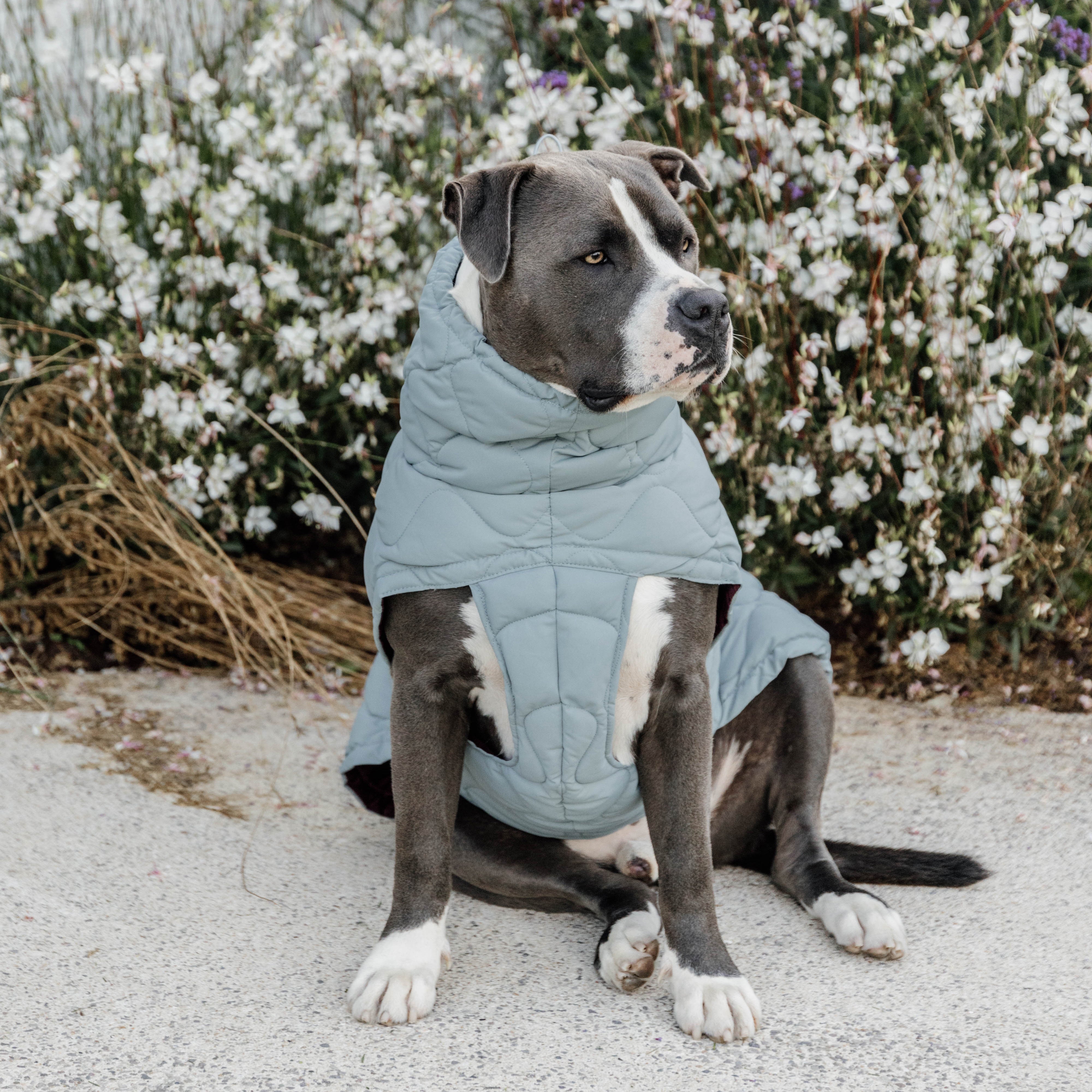 Hundemantel Winter Pina 51