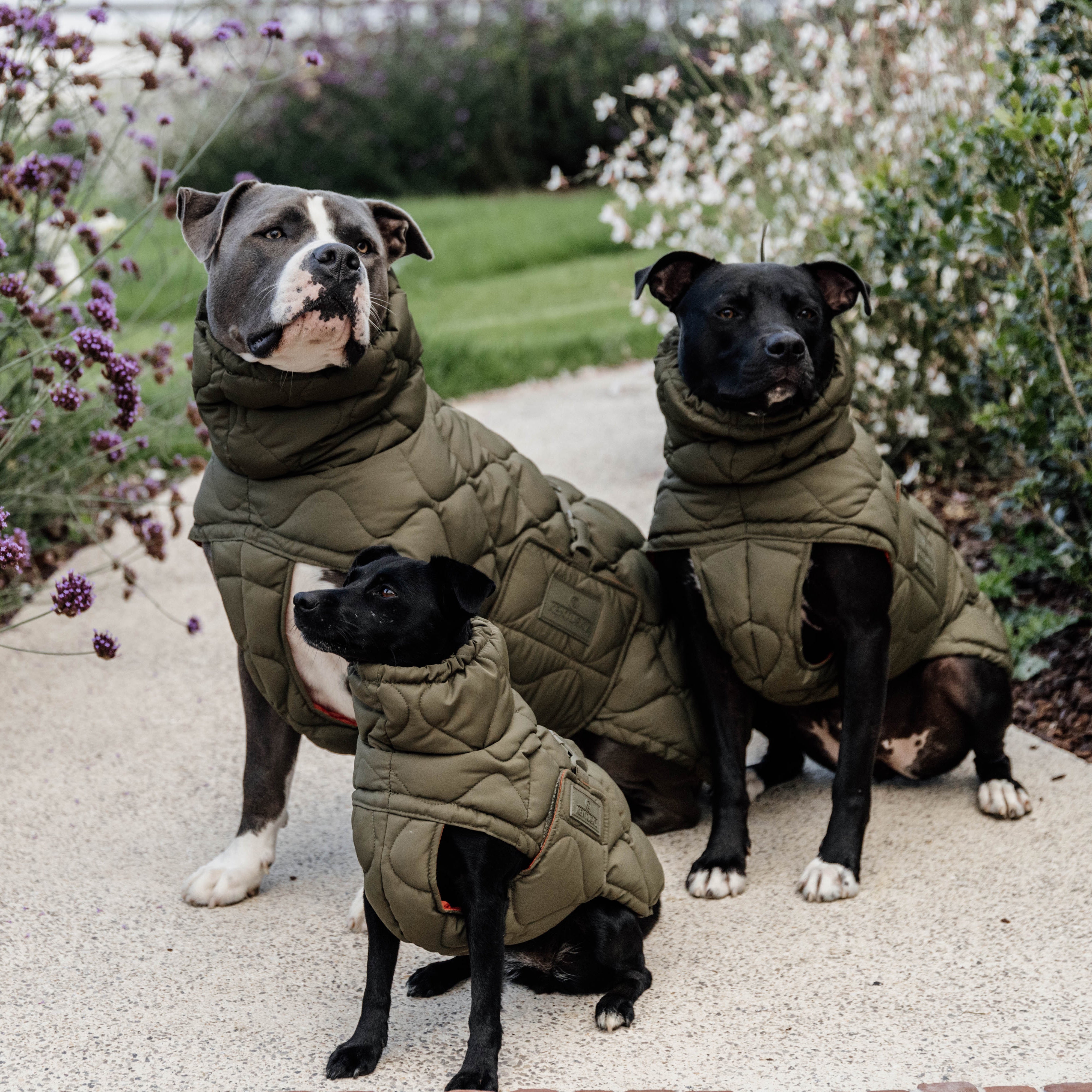 Hundemantel Winter Pina 76