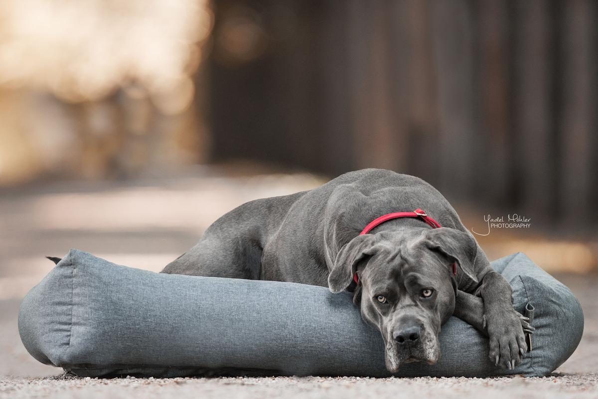 Hundebett Weich Sleep