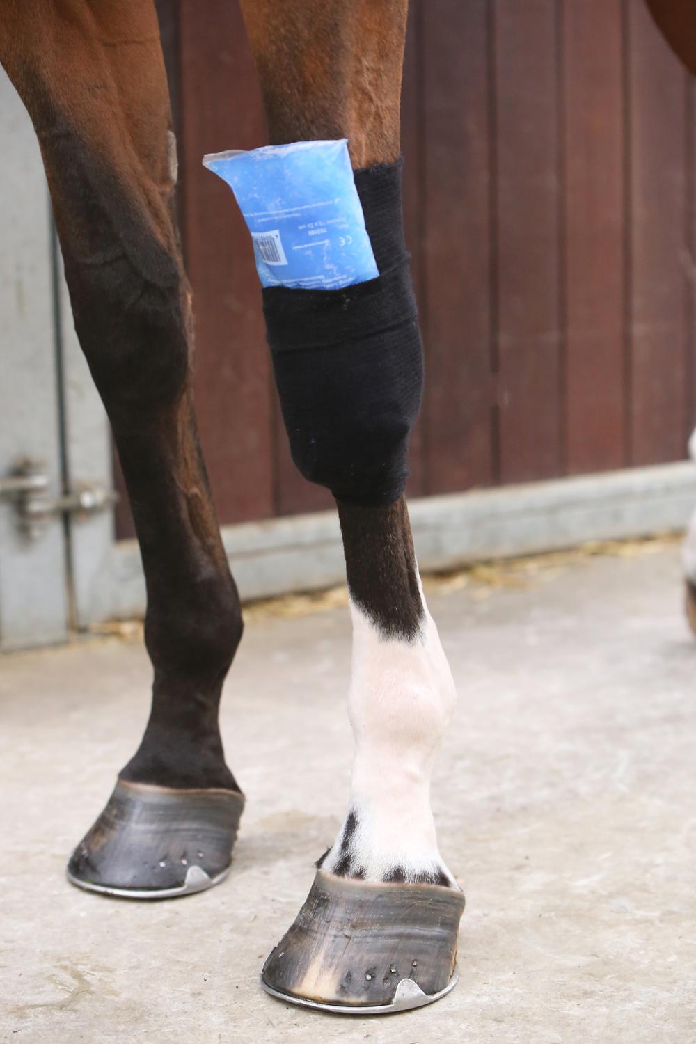Tendon Grip Bandagenstrumpf - Kentucky Horsewear
