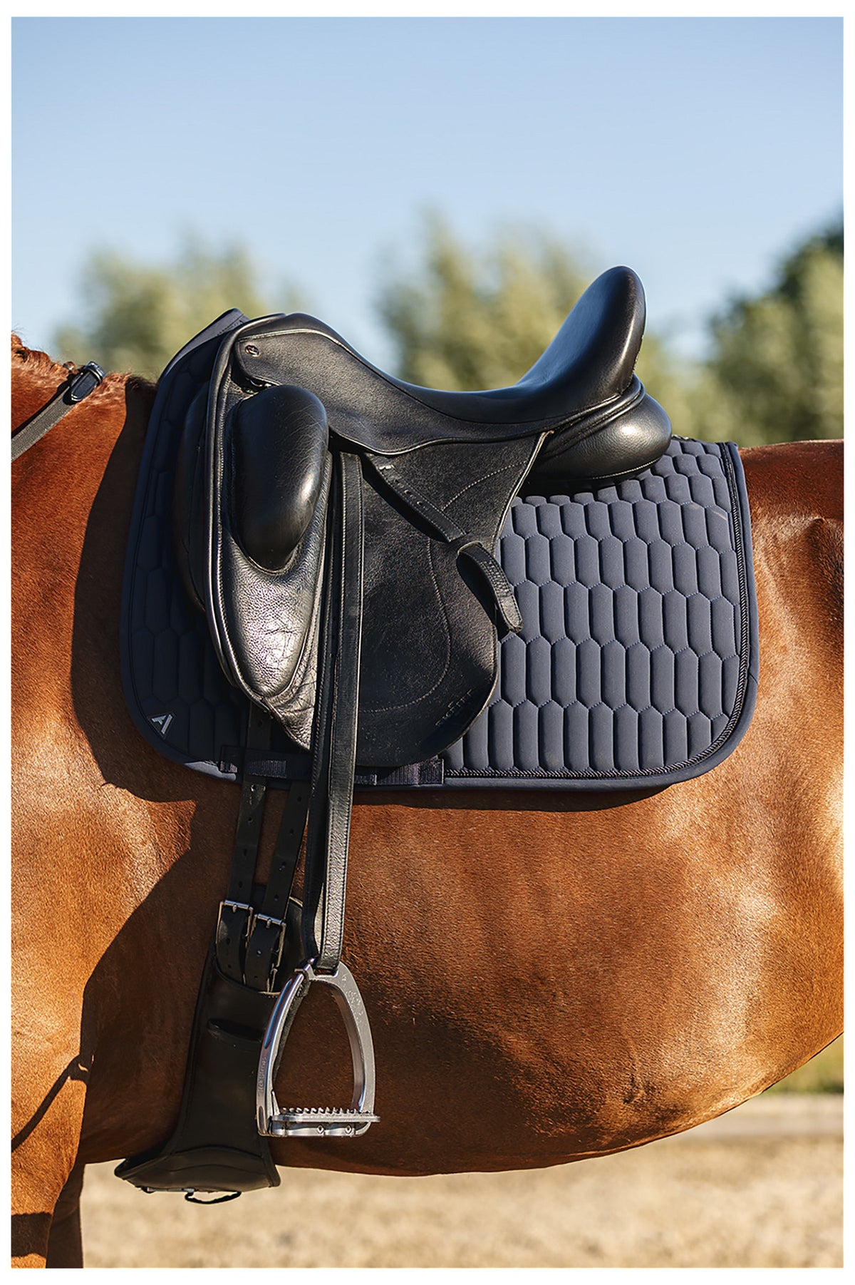 ANKY® Dressurschabracke Perception C-Wear XB26001