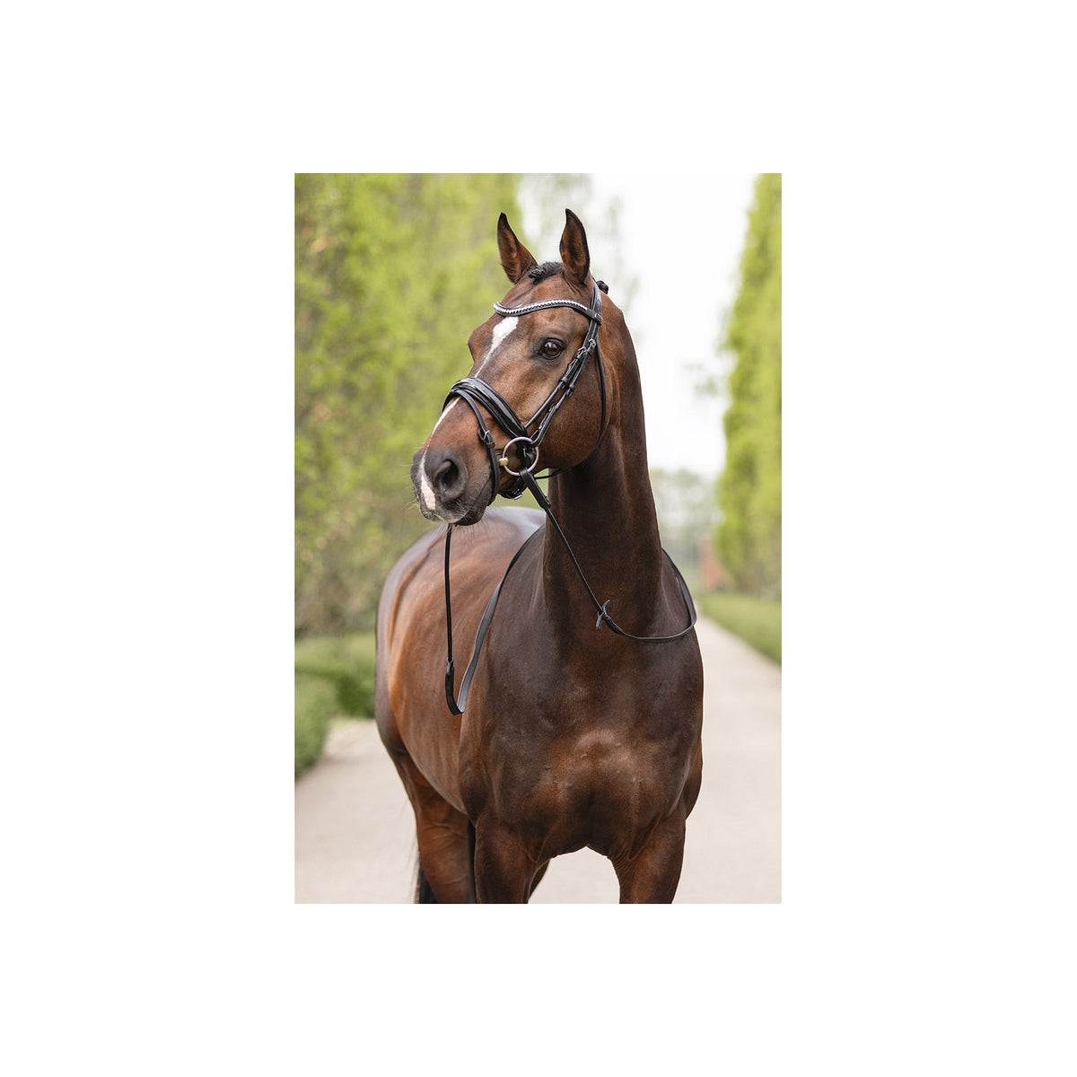 ANKY® Trense ATH16003