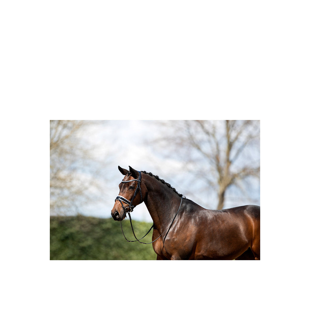 ANKY® Trense ATH20005