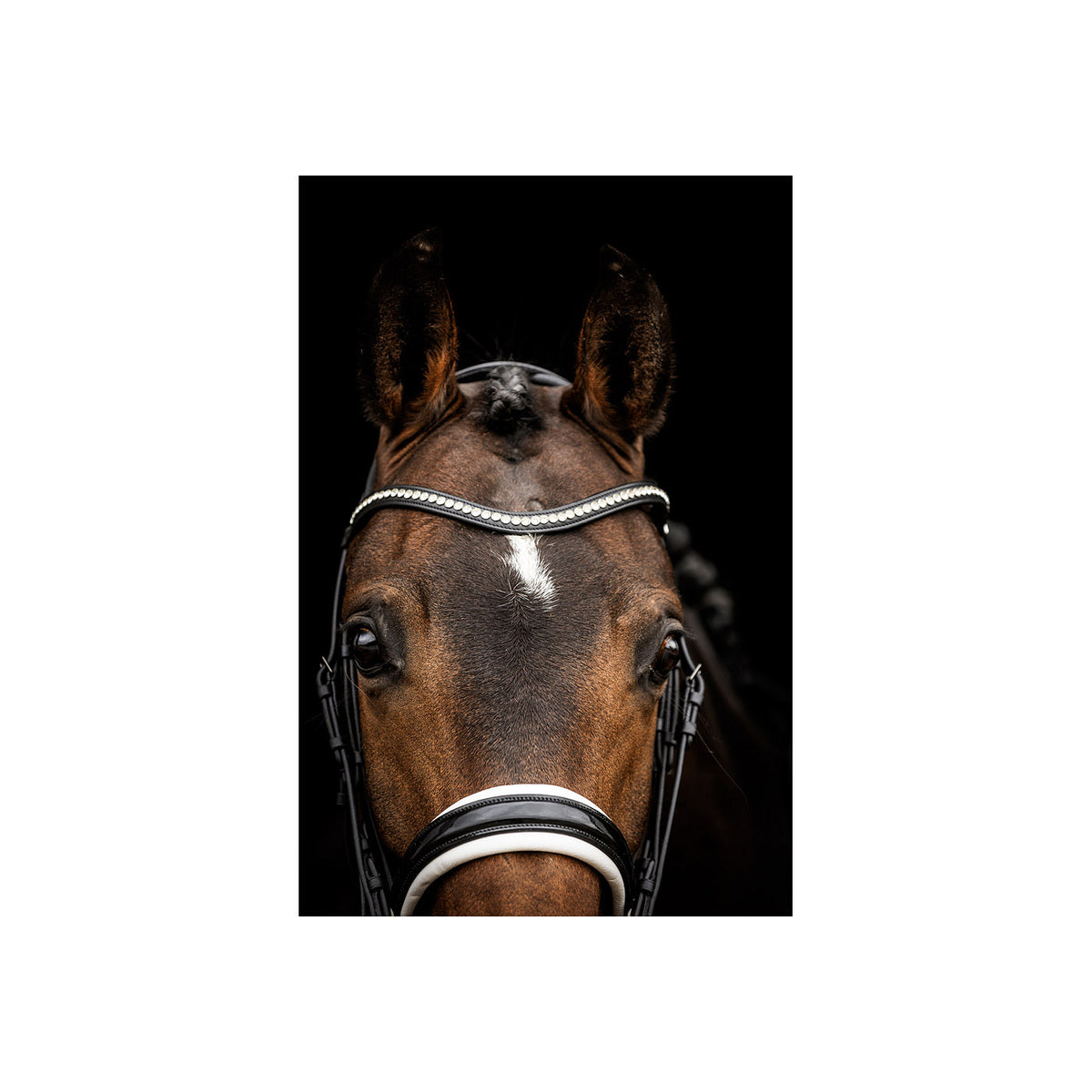 ANKY® Kandarenzaum ATH23002