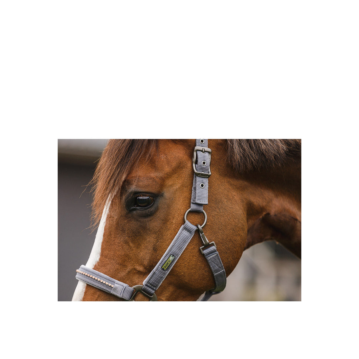 ANKY® Halfter & Führstrick mit Strasssteinen ATH23001