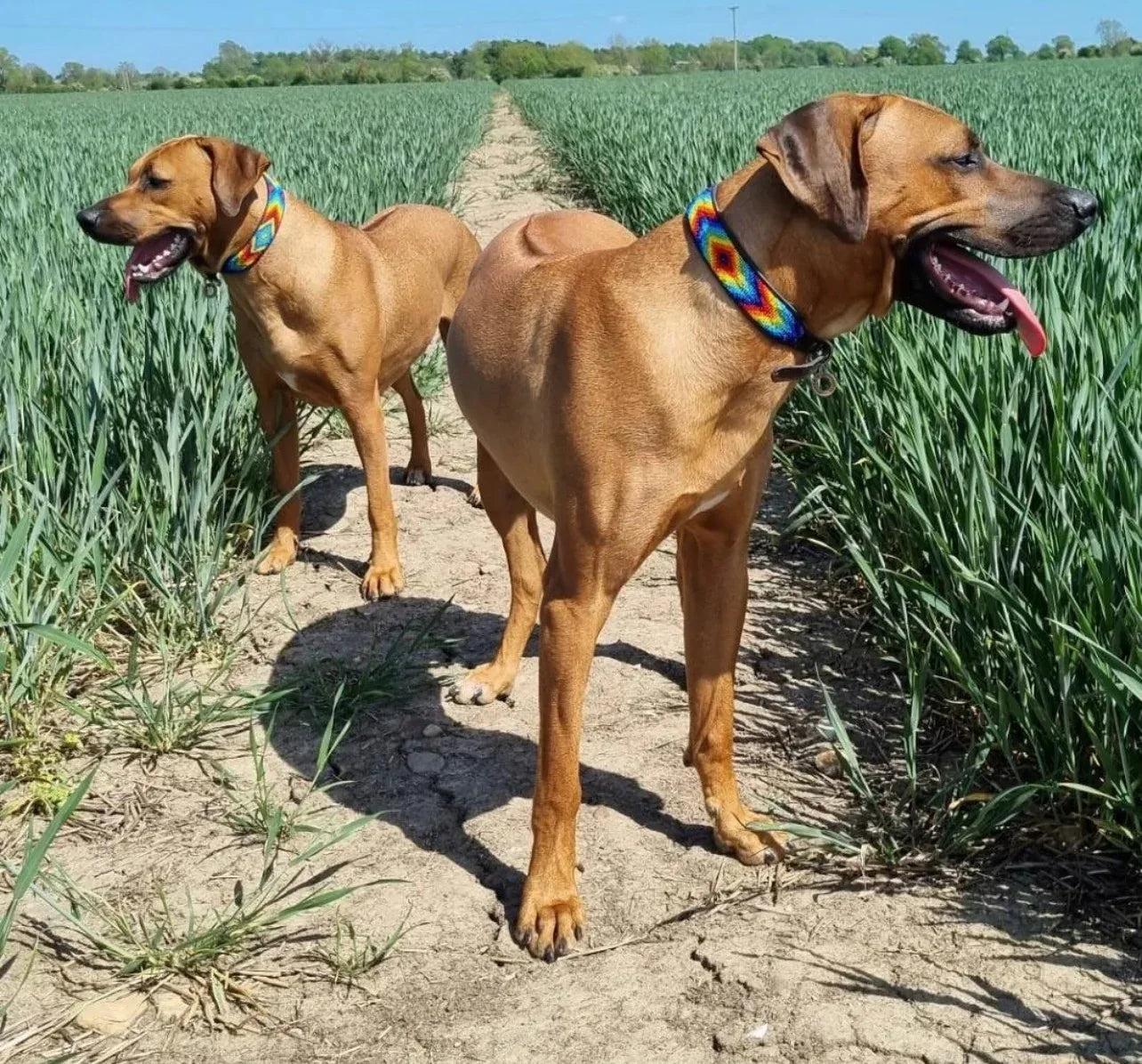 Hundehalsband Maasai Perlen alle Designs